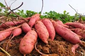 富硒地瓜多少天能收（富硒地瓜怎么种植）-硒宝网
