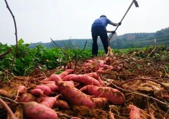 富硒地瓜多少天能收（富硒地瓜怎么种植）-硒宝网