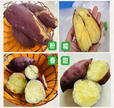 富硒地瓜多少天能收（富硒地瓜怎么种植）-硒宝网