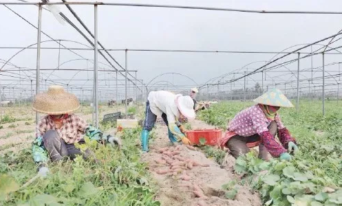 海南富硒地瓜多少钱(海南富硒地瓜的功效)-硒宝网