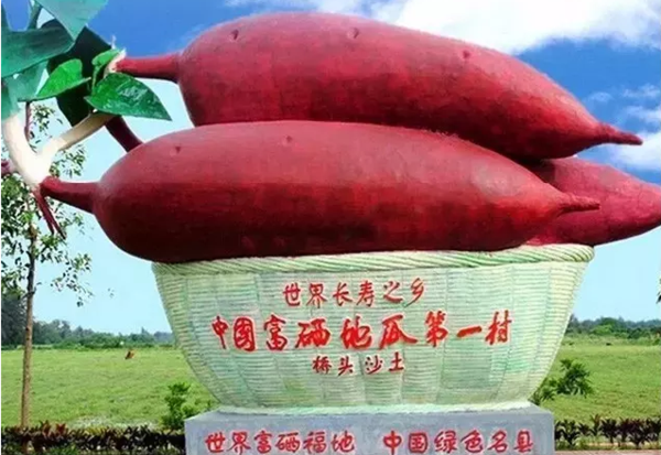 桥头富硒地瓜比肉贵(桥头地瓜价格)-硒宝网