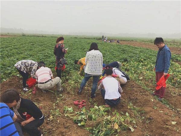 桥头富硒地瓜比肉贵(桥头地瓜价格)-硒宝网