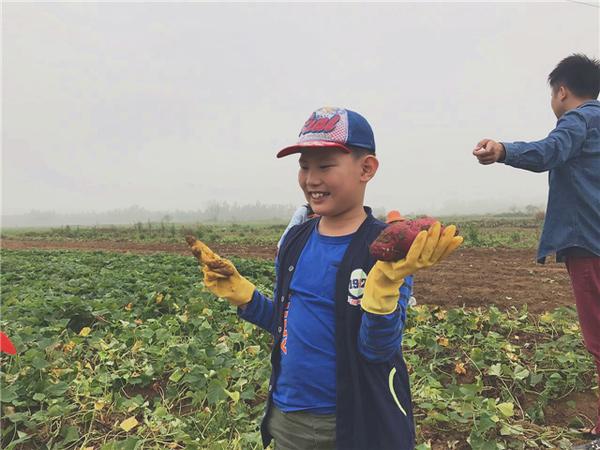 桥头富硒地瓜比肉贵(桥头地瓜价格)-硒宝网