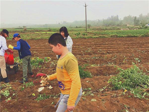 桥头富硒地瓜比肉贵(桥头地瓜价格)-硒宝网