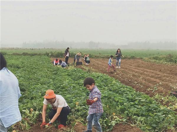 桥头富硒地瓜比肉贵(桥头地瓜价格)-硒宝网