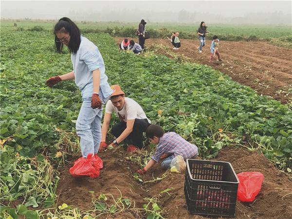 桥头富硒地瓜比肉贵(桥头地瓜价格)-硒宝网