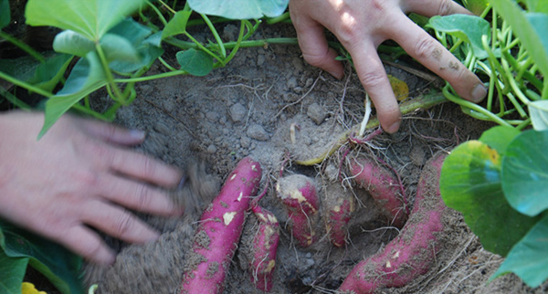 桥头富硒地瓜比肉贵(桥头地瓜价格)-硒宝网
