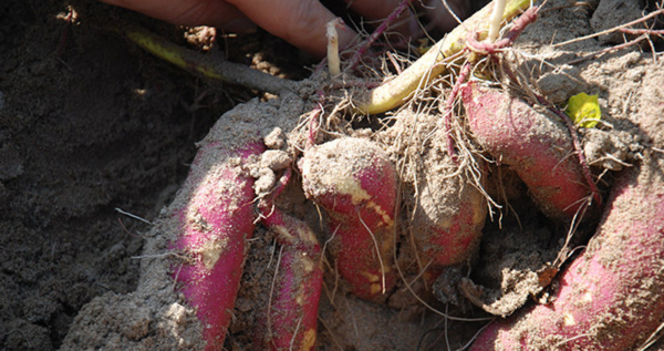 桥头富硒地瓜比肉贵(桥头地瓜价格)-硒宝网