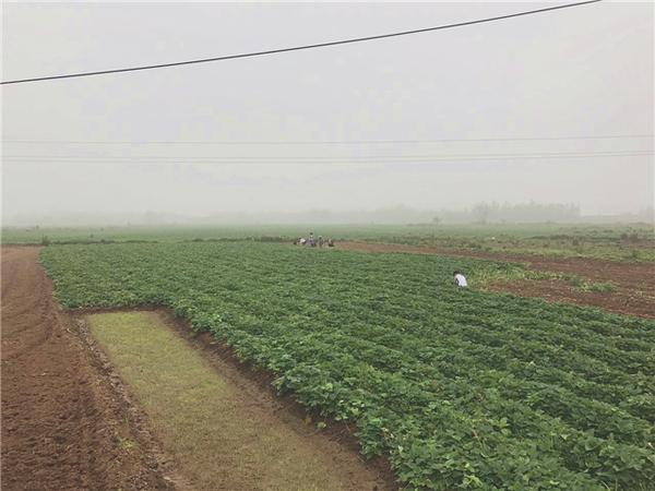 桥头富硒地瓜比肉贵(桥头地瓜价格)-硒宝网