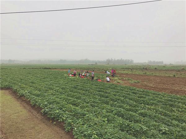 桥头富硒地瓜比肉贵(桥头地瓜价格)-硒宝网