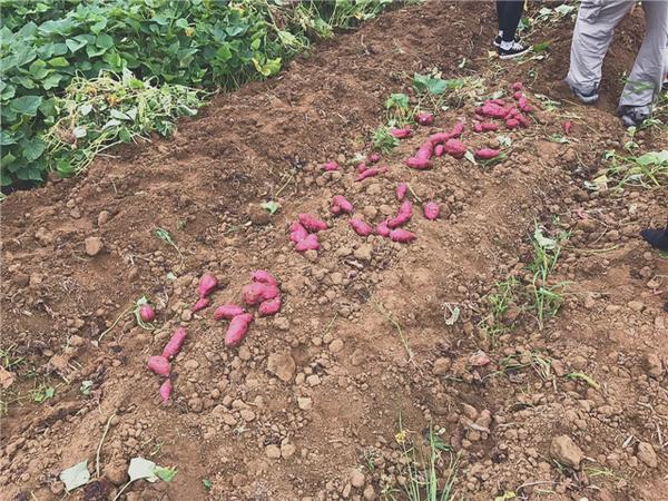 桥头富硒地瓜比肉贵(桥头地瓜价格)-硒宝网