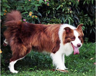 幼犬需要补钙吗(幼犬补钙需要每天吗)-硒宝网