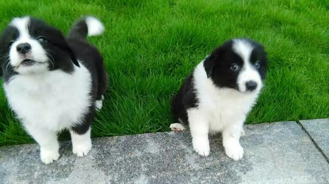 幼犬需要补钙吗(幼犬补钙需要每天吗)-硒宝网