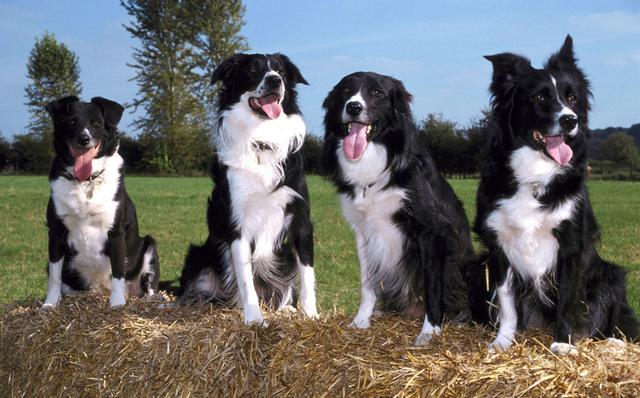 幼犬需要补钙吗(幼犬补钙需要每天吗)-硒宝网