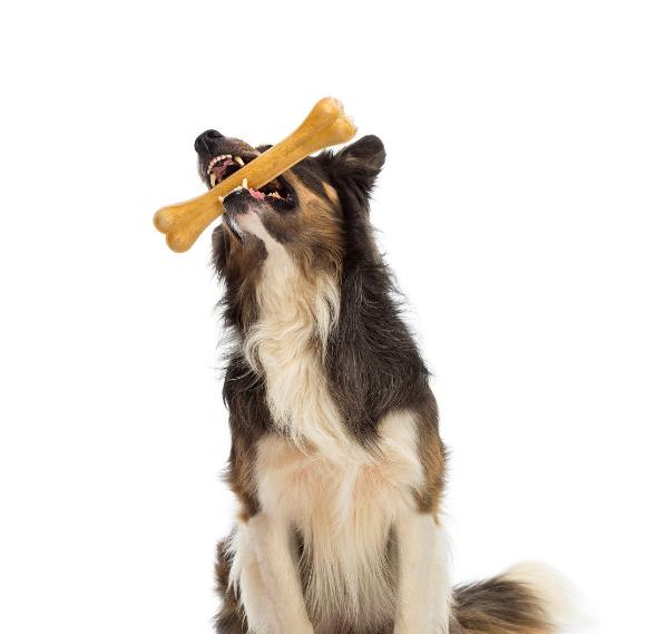 幼犬需要补钙吗(幼犬补钙需要每天吗)-硒宝网