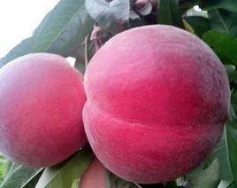 富硒地瓜是蒸还是煮（富硒地瓜真的含硒吗）-硒宝网