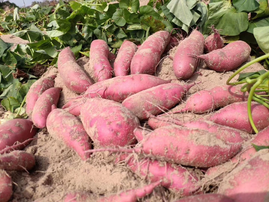 海南富硒地瓜多少钱（海南富硒地瓜是毒地瓜吗）-硒宝网