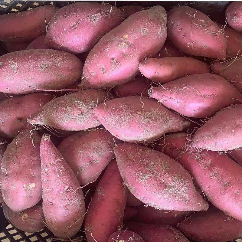 富硒地瓜煮多久能熟(熟煮能地瓜富硒吗)-硒宝网