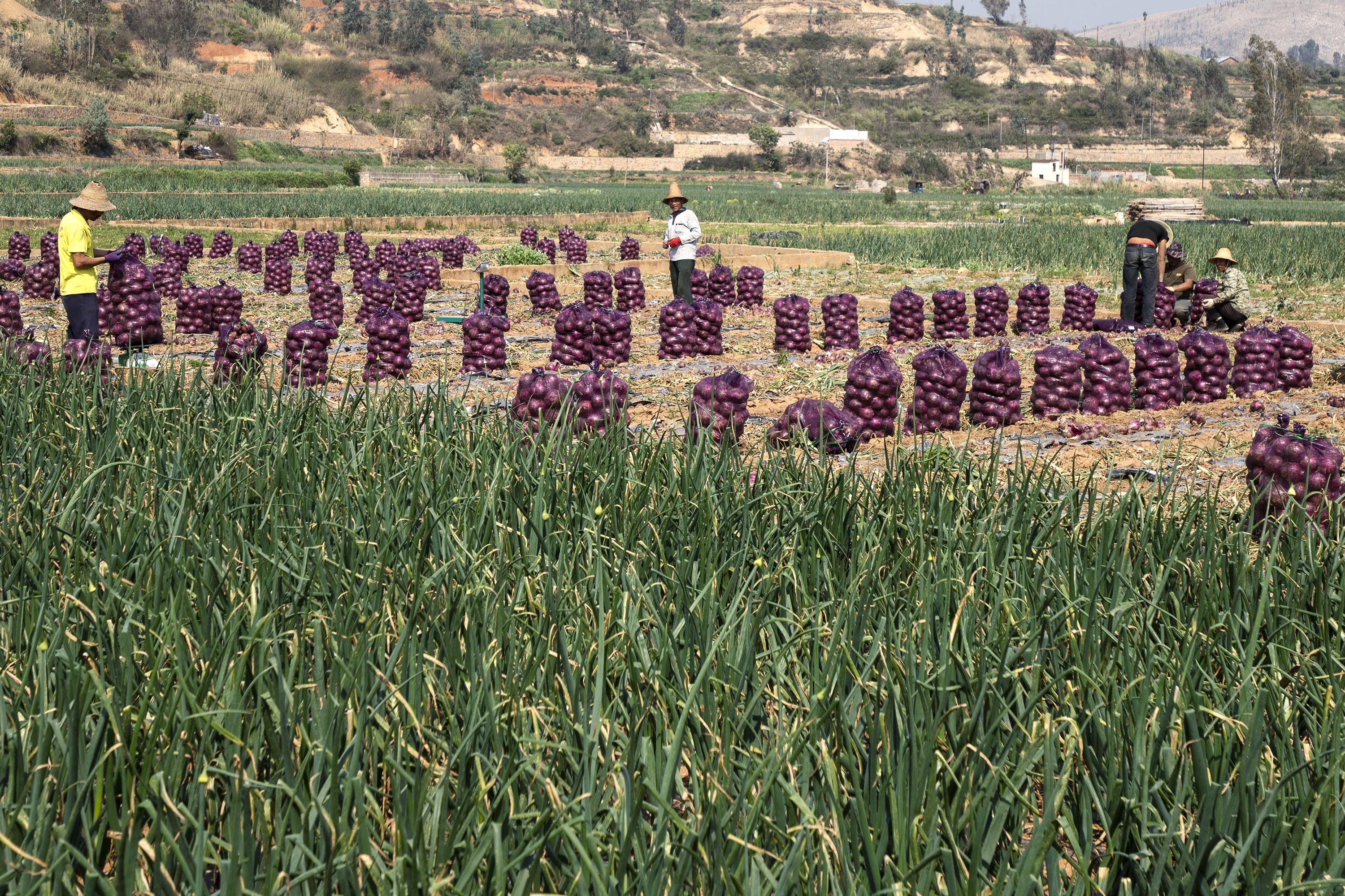 桥头富硒地瓜批发商（桥头地瓜含硒真的高吗）-硒宝网
