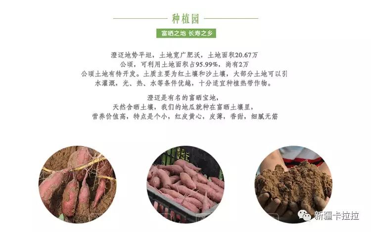 富硒地瓜的升糖指数（地瓜含糖份高吗）-硒宝网