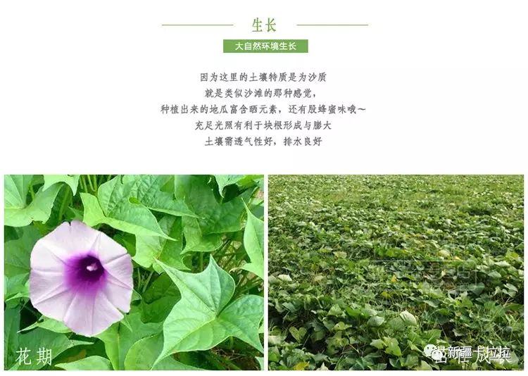 富硒地瓜的升糖指数（地瓜含糖份高吗）-硒宝网