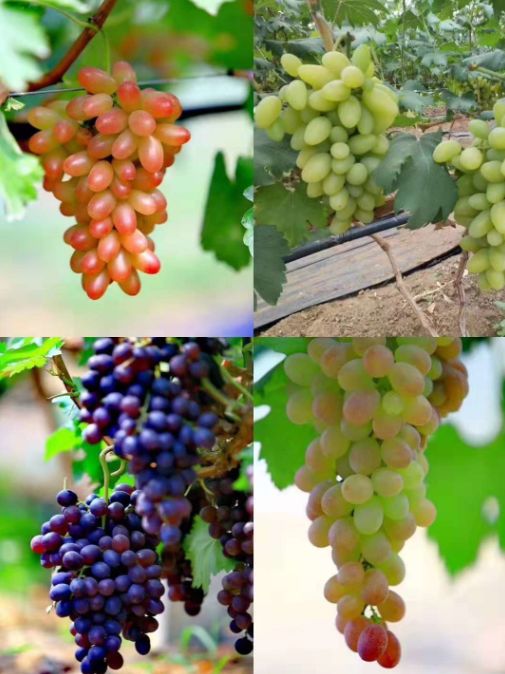 富硒地瓜的升糖指数(地瓜的含糖量和升糖指数)-硒宝网