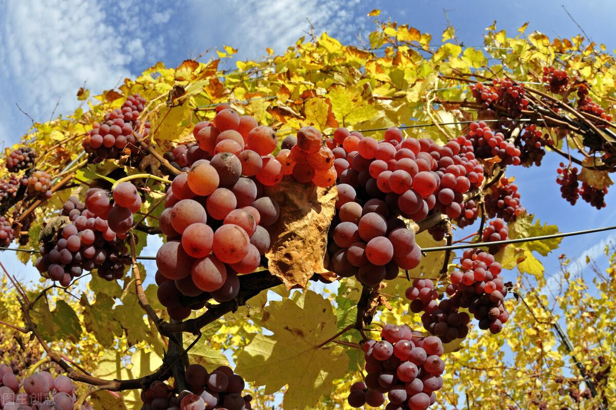 什么水果是补钙的（水果补钙）-硒宝网