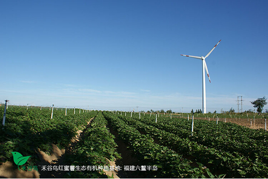 富硒蜜薯地瓜都打药(地瓜硒)-硒宝网