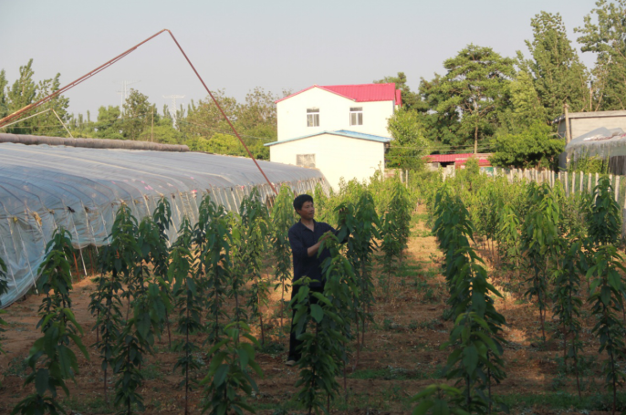 哪里有富硒地瓜苗子（地瓜苗子富硒有什么作用）-硒宝网