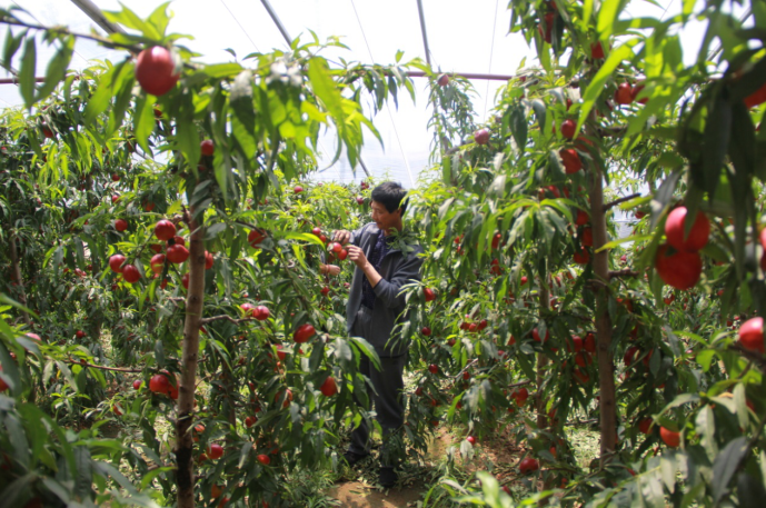 哪里有富硒地瓜苗子（地瓜苗子富硒有什么作用）-硒宝网