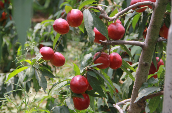 哪里有富硒地瓜苗子（地瓜苗子富硒有什么作用）-硒宝网