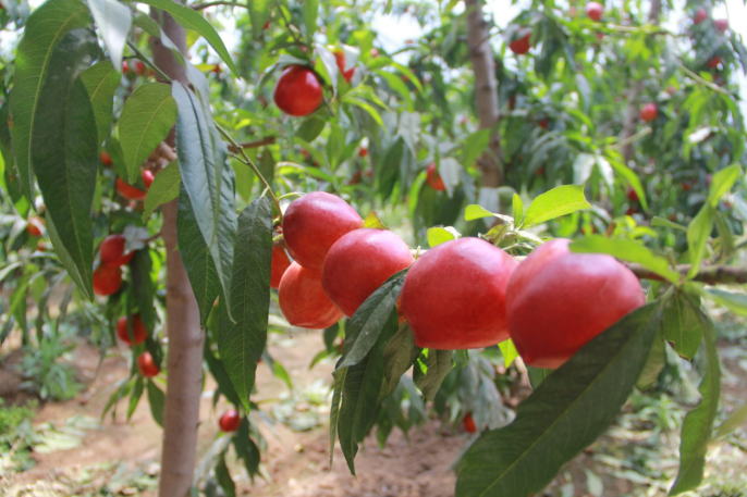 哪里有富硒地瓜苗子（地瓜苗子富硒有什么作用）-硒宝网
