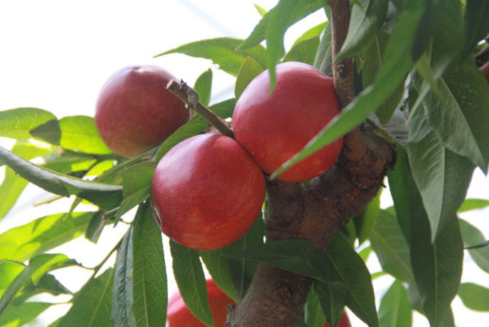 哪里有富硒地瓜苗子（地瓜苗子富硒有什么作用）-硒宝网