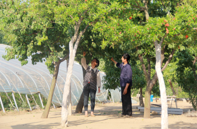 哪里有富硒地瓜苗子（地瓜苗子富硒有什么作用）-硒宝网