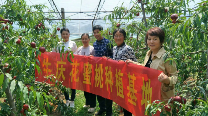 哪里有富硒地瓜苗子（地瓜苗子富硒有什么作用）-硒宝网