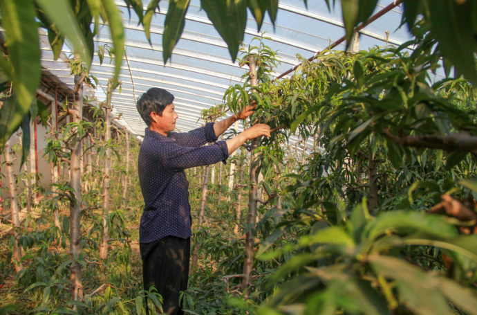 哪里有富硒地瓜苗子（地瓜苗子富硒有什么作用）-硒宝网