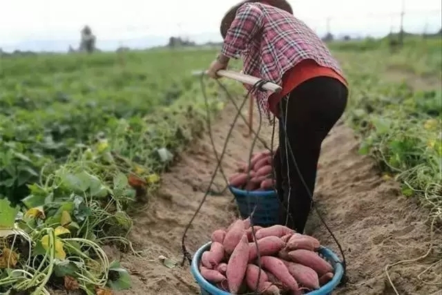 富硒地瓜是红蜜薯吗(蜜薯地瓜红富硒是什么品种)-硒宝网