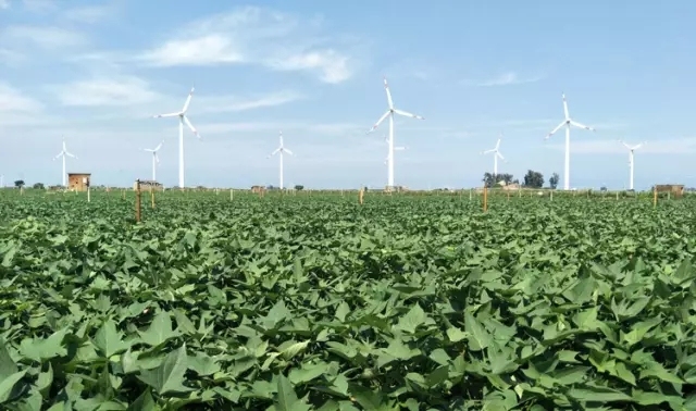 富硒地瓜是红蜜薯吗(蜜薯地瓜红富硒是什么品种)-硒宝网
