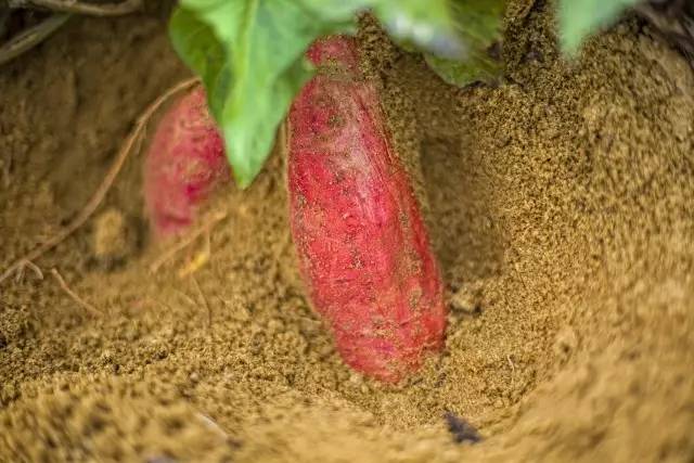 富硒地瓜是红蜜薯吗(蜜薯地瓜红富硒是什么品种)-硒宝网