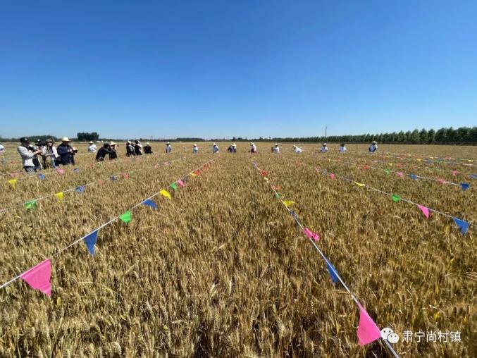 肃宁富硒石磨黑面粉(富硒石磨小麦粉)-硒宝网