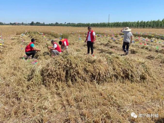 肃宁富硒石磨黑面粉(富硒石磨小麦粉)-硒宝网
