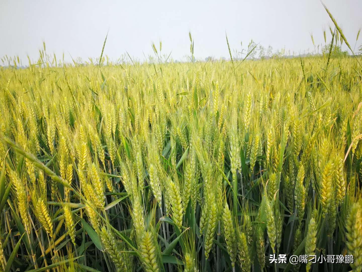 黑小麦富硒水饺面粉(小麦面粉水饺黑富硒能吃吗)-硒宝网