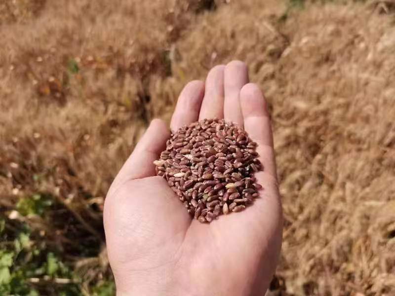 富硒黑小麦面粉营养(富硒黑小麦面粉怎么吃)-硒宝网