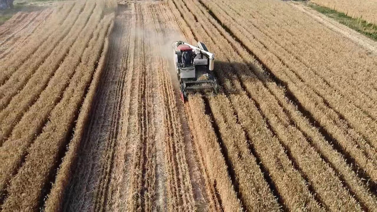 富硒黑小麦面粉营养(富硒黑小麦面粉怎么吃)-硒宝网
