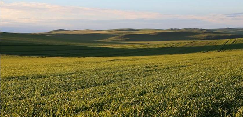 富硒黑小麦面粉营养(小麦面粉营养黑富硒含量高吗)-硒宝网