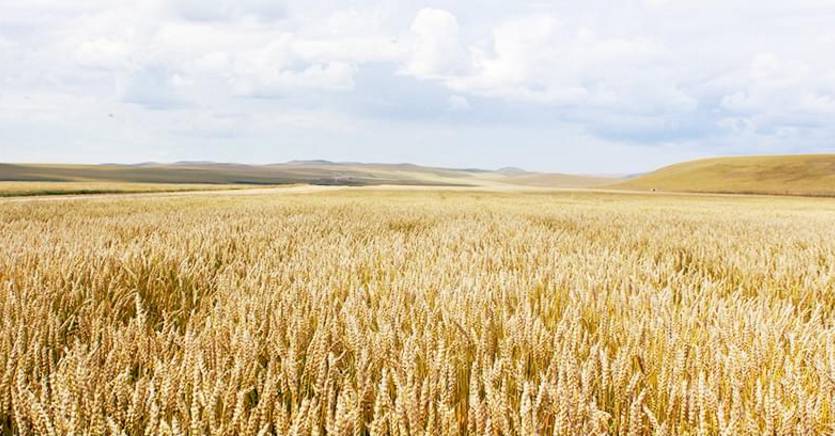 富硒黑小麦面粉营养(小麦面粉营养黑富硒含量高吗)-硒宝网