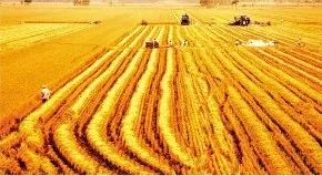 富硒小麦面粉的价格（富硒小麦的价格）-硒宝网