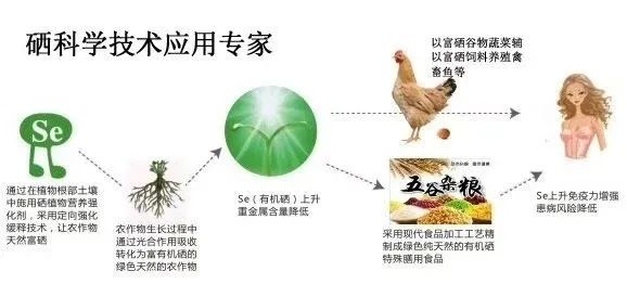 富硒面粉吃了会胖吗(面粉胖吃富硒会胖吗)-硒宝网