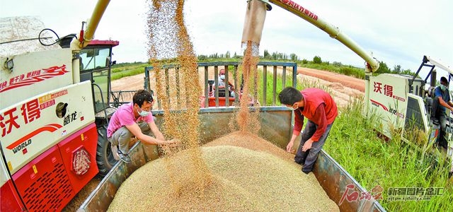 新疆富硒面粉多少钱(富硒面粉是骗局吗)-硒宝网