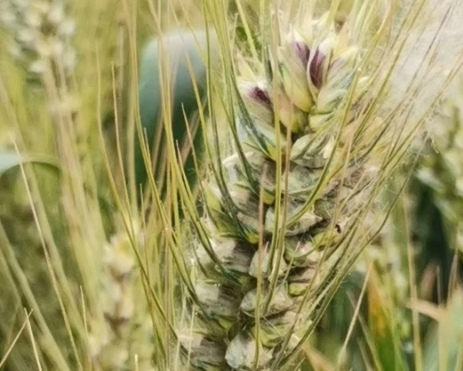 富硒面粉是全麦粉吗(面粉麦粉富硒是什么东西)-硒宝网